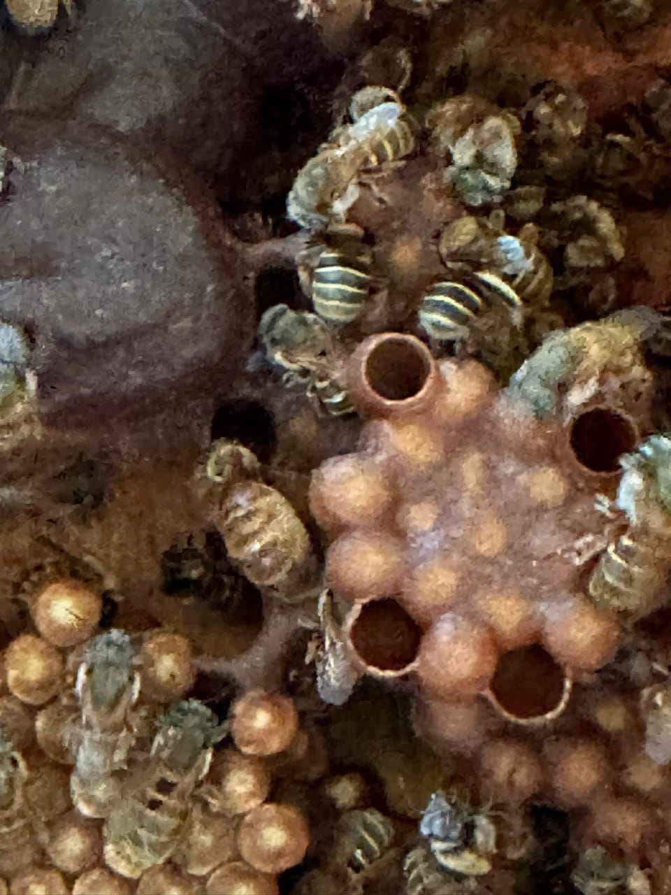 Abejas meliponas sobre panales de cerumen fotografiadas en el meliponario