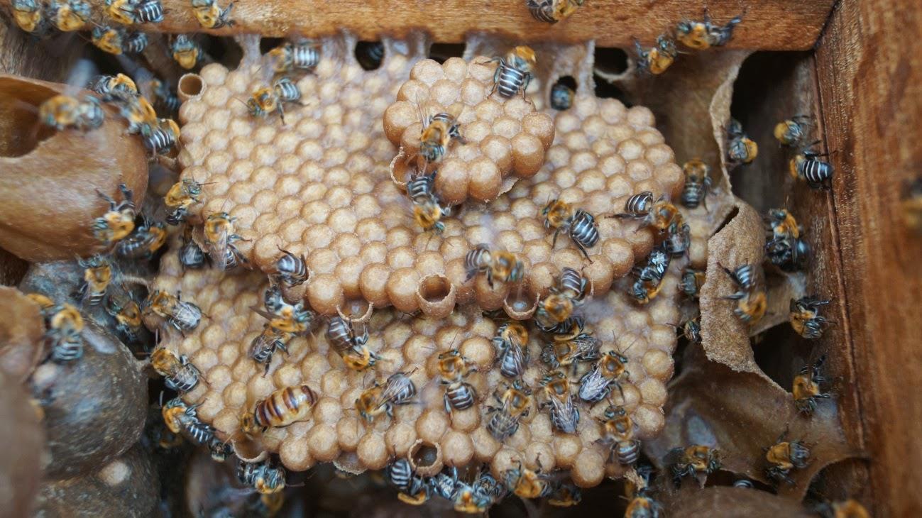 Jobones de tronco con colmenas de abeja Melipona beecheii en el meliponario